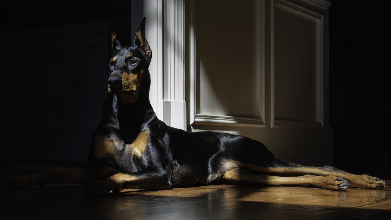 "THE CHE55 CLUB DOBERMAN" is a symbol that represents our brand. It represents class, integrity, knowledge and loyalty.